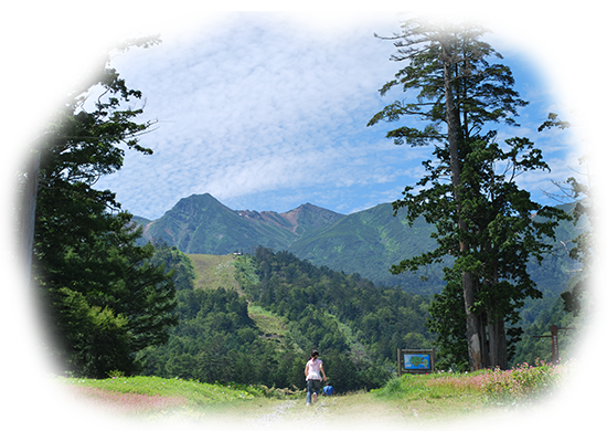 ひのき森林風景